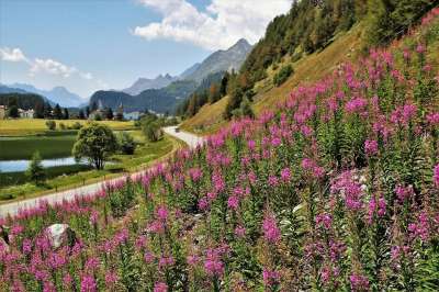 阿尔卑斯山 全景图 梅多斯 景观 开花 村庄 山 之谷 峡谷