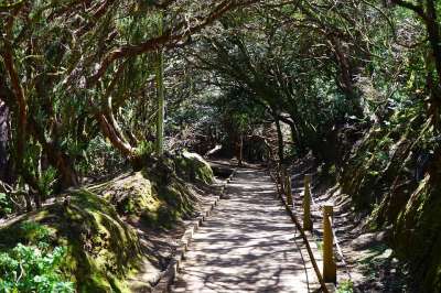 踪迹 小路 特内里费岛 阿那加景观公园 阿纳加乡村公园 阿那加