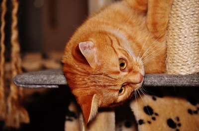 猫 宿醉 红色的 乐趣 可爱的 鲭鱼 老虎 舒适 动物 家猫