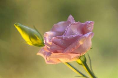 玫瑰 花 露 芽 花瓣 粉红玫瑰 粉红色的花 盛开 美丽 花园