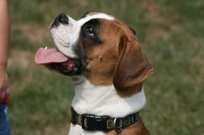 狗 宠物 拳师狗 动物 犬类 国内的 小狗 哺乳动物 纯种