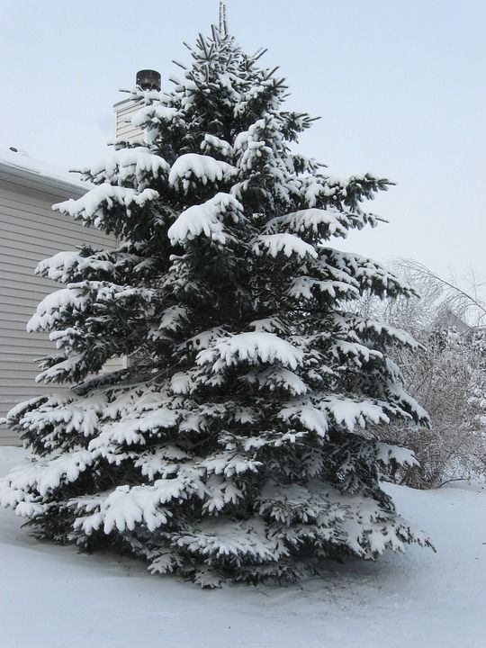 树 松树 雪 下雪的 冬天 白色的 圣诞节 户外 寒冷的