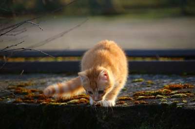 猫 小猫 红虎斑 苔藓 石墙 猫宝宝 年轻的猫 红猫
