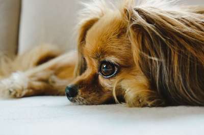 巴比龙 狗 宠物 动物 国内动物 犬类 哺乳动物 可爱的