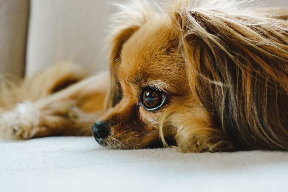 巴比龙, 狗, 宠物, 动物, 国内动物, 犬类, 哺乳动物, 可爱的