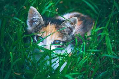 猫咪 动物医院 老虎 猫 哺乳动物 自然 小猫 可爱的 毛皮
