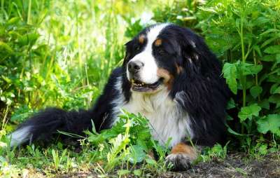 狗 伯恩山犬 母狗 纯种 可爱的 花园 轻松 警惕的 长毛