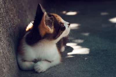 猫咪 动物医院 肖像 哺乳动物 捕食者 毛皮 小猫 可爱的