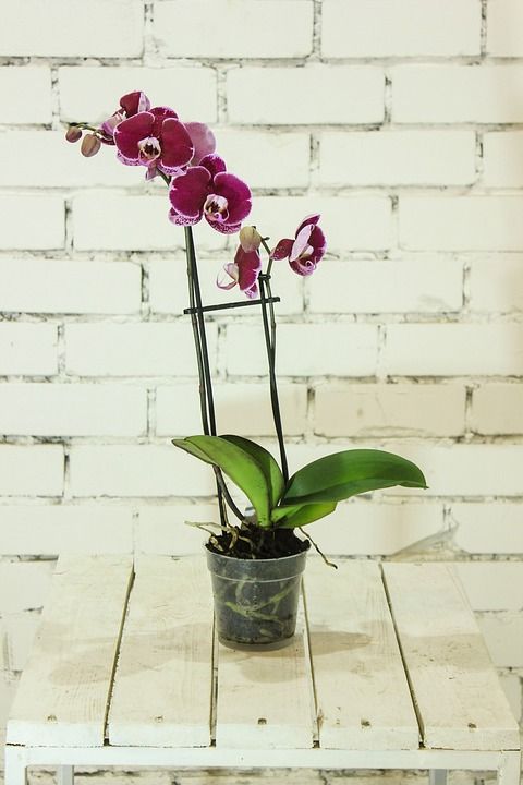 花卉 植物 兰花 Falinopsis 植物群 美丽的花 室内花