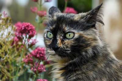 猫 头 眼睛 看 花 眼