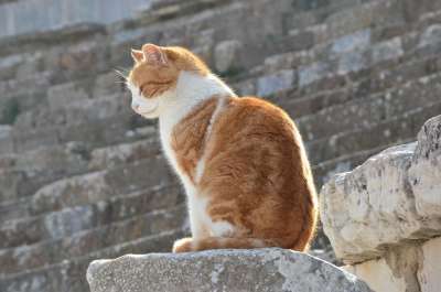 猫 废墟 建筑学 历史 火鸡 弗斯