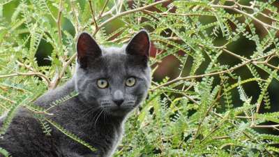 猫 灰色的 绿色 自然 宠物 小猫 绿色的宠物