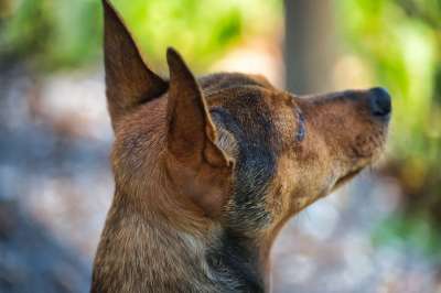 狗 宠物 犬类 动物 毛皮 鼻子 哺乳动物 狗肖像 动物世界