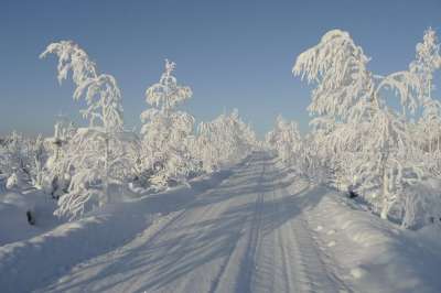 冬天 太阳 寒冷的 树 霜树 雪 白色的 路 冻结 美丽的