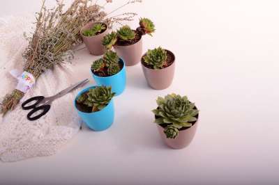 星星 花盆 植物 绿色 自然 装饰 锅 丰富多彩的 植物群