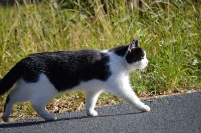 猫 家畜 动物 毛皮 小猫 国内的 家猫 猫肖像 野生动物