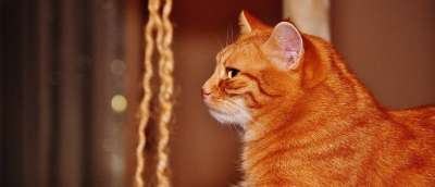 猫 宿醉 红色的 乐趣 可爱的 鲭鱼 老虎 舒适 动物 家猫