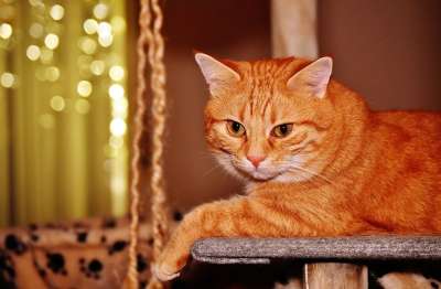 猫 宿醉 红色的 乐趣 可爱的 鲭鱼 老虎 舒适 动物 家猫