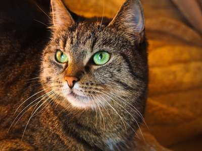 猫 动物 家畜 家猫 室友 猫脸