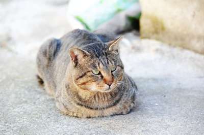 猫 动物 哺乳动物 毛皮 老虎 危险 猫和 可爱的 狮子 山猫