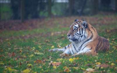 老虎 东北虎 捕食者 猎人 食肉动物 动物 野生动物 危险的