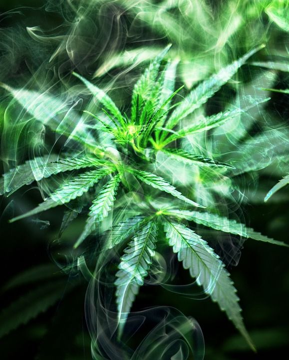 大麻 抽烟 杂草 麻 医疗的 植物 甘贾 草本植物 锅 水稻