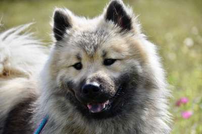 狗 狗Eurasier 纯种狗 Eurasier 狗的奥拉夫的蓝色