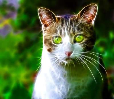猫 猫科动物 吉祥物 动物 猫脸 看 晶须 猫鼻子 猫眼