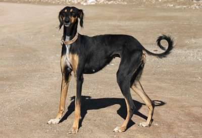 狗 灵缇犬 宠物 犬类 动物 特写 目睹 棕色的狗