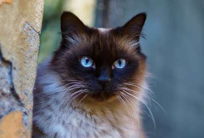 猫 蓝眼睛 小猫 猫科动物 宠物 可爱的 毛皮 胡须 暹罗