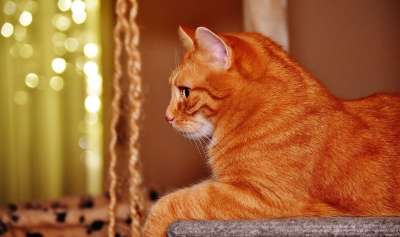 猫 宿醉 红色的 乐趣 可爱的 鲭鱼 老虎 舒适 动物 家猫