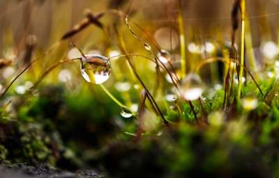 苔藓 滴 水 自然 湿的 特写 草 水滴 植物 森林 飞沫