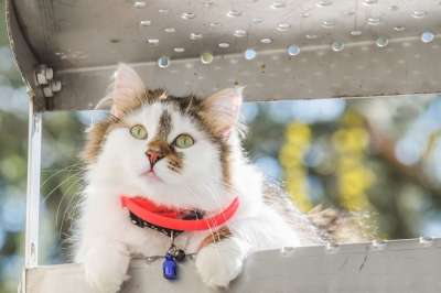 猫 幼兽 好奇的 小猫 楼梯 猫宝宝 脸 眼睛 胡须 家猫