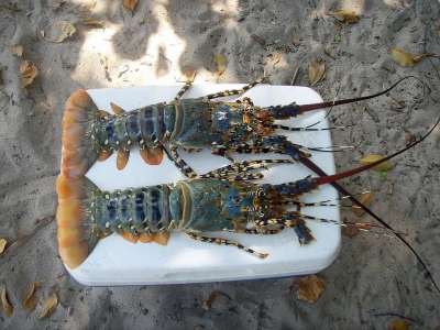 小龙虾 甲壳动物 海 好吃 食物 地中海美食