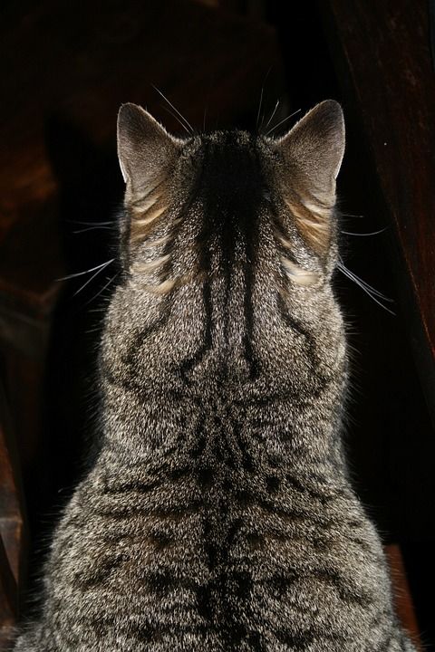 猫 家畜 家猫 背部 猫耳朵 猫毛