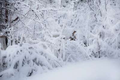 冬天 雪 寒冷的 霜 冻结 背景 树木 季节性 蓝色雪
