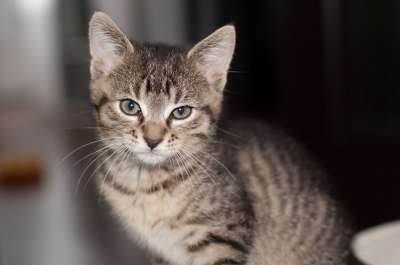 猫 动物 小猫 家猫 雄猫 宠物