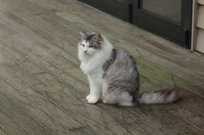 猫 宠物 动物 蓬松的 猫科动物 国内的 可爱的
