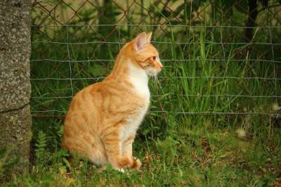 猫 小猫 家猫 红猫 红虎斑 鲭鱼 虎猫 草