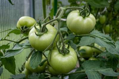 番茄 绿色西红柿 营养 未成熟的 蔬菜 健康 新鲜的 衬套 叶子