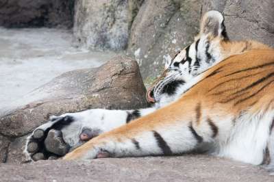 动物 老虎 猫科动物 哺乳动物 物种 动物群 食肉动物 猫