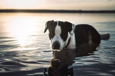 狗 湖 日落 动物 宠物 自然 黄昏 犬类 游泳 狗 狗