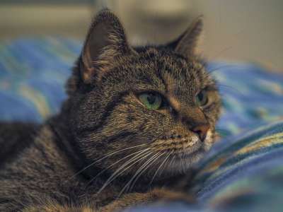 动物 猫 家畜 老虎 家猫 眼睛 肖像 猫眼 头 看法