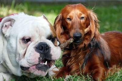 小狗 英国斗牛犬 腊肠狗 腊肠犬 戳 游戏 友谊