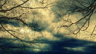 树木 云 风暴 黑暗的 神秘 天空 自然 环境 幽灵般的 黄色