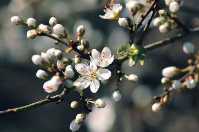 黑刺李 泥沼 黑荆棘花 施莱多恩 施莱亨多恩 对冲刺 衬套 开花