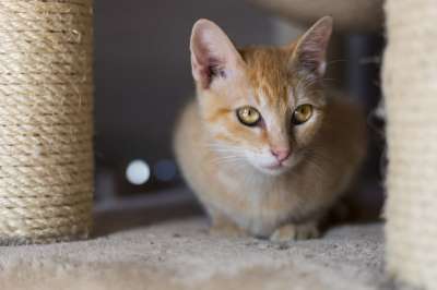猫咪 红色的 猫 小猫 宠物 动物 鲭鱼 俏皮 毛皮 可爱的