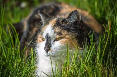 猫 哺乳动物 动物 野生动物 多彩多姿的 幸运猫 草地