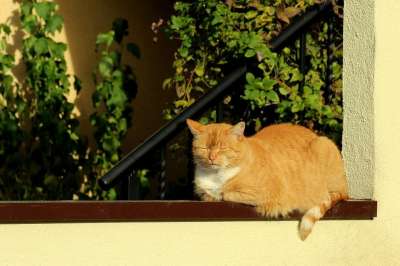 猫 小猫 红猫 太阳 动物 晒太阳 秋天 性质 光线 坐
