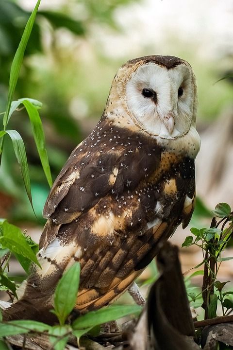 东方草鸮 Tyto Longimembris 猫头鹰 鸟 动物 草